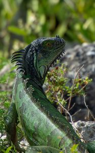 Preview wallpaper iguana, lizard, reptile, glance, green