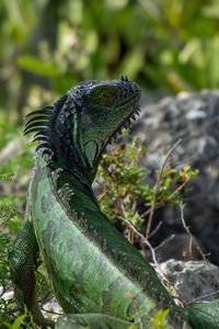 Preview wallpaper iguana, lizard, reptile, glance, green