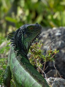 Preview wallpaper iguana, lizard, reptile, glance, green
