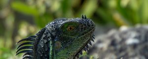 Preview wallpaper iguana, lizard, reptile, glance, green