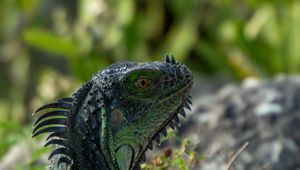 Preview wallpaper iguana, lizard, reptile, glance, green