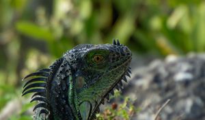 Preview wallpaper iguana, lizard, reptile, glance, green