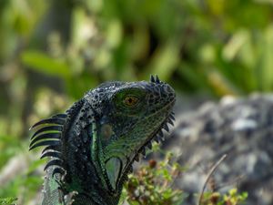 Preview wallpaper iguana, lizard, reptile, glance, green