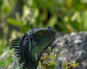 Preview wallpaper iguana, lizard, reptile, glance, green