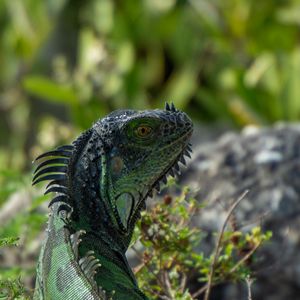 Preview wallpaper iguana, lizard, reptile, glance, green