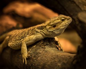 Preview wallpaper iguana, lizard, reptile, log