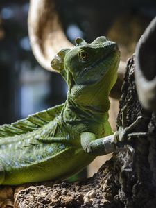 Preview wallpaper iguana, lizard, reptile, stone