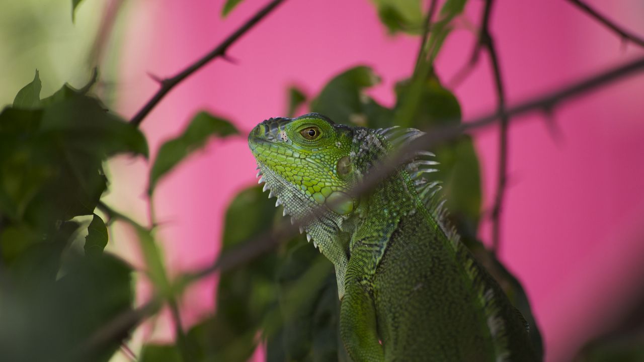 Wallpaper iguana, lizard, reptile, blur