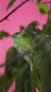 Preview wallpaper iguana, lizard, reptile, blur