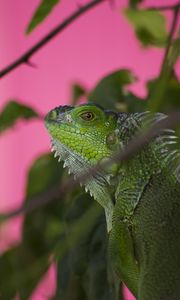 Preview wallpaper iguana, lizard, reptile, blur