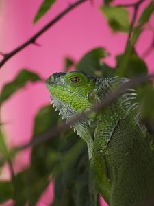 Preview wallpaper iguana, lizard, reptile, blur