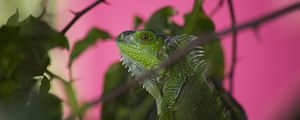 Preview wallpaper iguana, lizard, reptile, blur