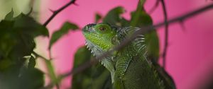 Preview wallpaper iguana, lizard, reptile, blur