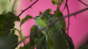 Preview wallpaper iguana, lizard, reptile, blur