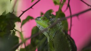 Preview wallpaper iguana, lizard, reptile, blur