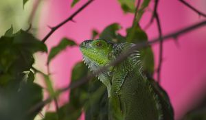 Preview wallpaper iguana, lizard, reptile, blur