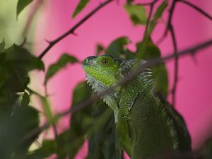 Preview wallpaper iguana, lizard, reptile, blur