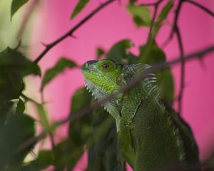 Preview wallpaper iguana, lizard, reptile, blur