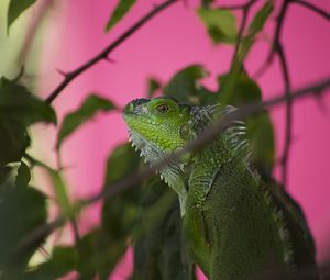 Preview wallpaper iguana, lizard, reptile, blur