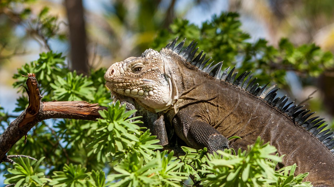 Wallpaper iguana, lizard, reptile, branch, leaves