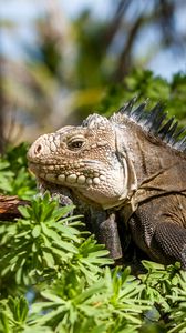 Preview wallpaper iguana, lizard, reptile, branch, leaves