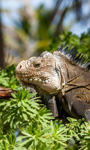 Preview wallpaper iguana, lizard, reptile, branch, leaves