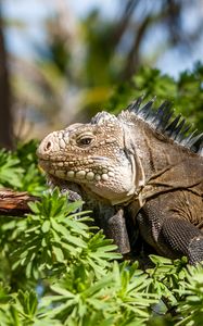 Preview wallpaper iguana, lizard, reptile, branch, leaves