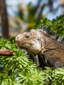 Preview wallpaper iguana, lizard, reptile, branch, leaves