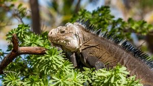 Preview wallpaper iguana, lizard, reptile, branch, leaves