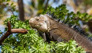 Preview wallpaper iguana, lizard, reptile, branch, leaves