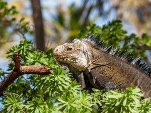 Preview wallpaper iguana, lizard, reptile, branch, leaves