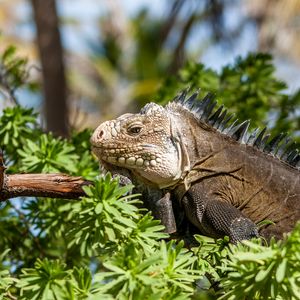 Preview wallpaper iguana, lizard, reptile, branch, leaves