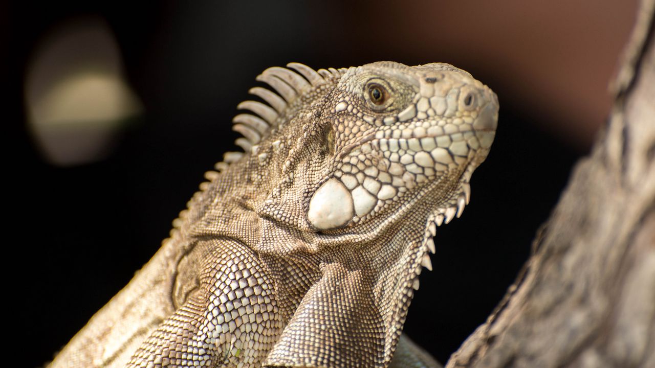 Wallpaper iguana, lizard, reptile, bark, wild nature