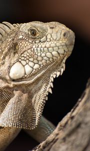 Preview wallpaper iguana, lizard, reptile, bark, wild nature