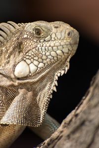 Preview wallpaper iguana, lizard, reptile, bark, wild nature