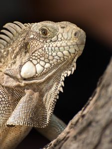 Preview wallpaper iguana, lizard, reptile, bark, wild nature