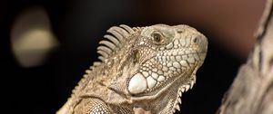 Preview wallpaper iguana, lizard, reptile, bark, wild nature