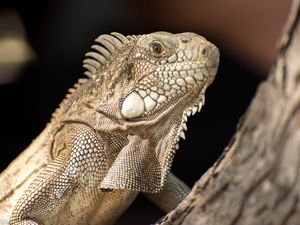 Preview wallpaper iguana, lizard, reptile, bark, wild nature