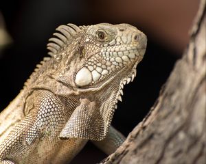 Preview wallpaper iguana, lizard, reptile, bark, wild nature