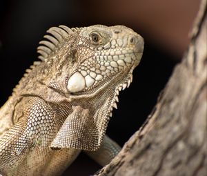 Preview wallpaper iguana, lizard, reptile, bark, wild nature