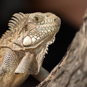 Preview wallpaper iguana, lizard, reptile, bark, wild nature