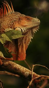 Preview wallpaper iguana, lizard, reptile, branch, brown