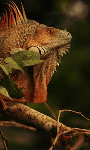 Preview wallpaper iguana, lizard, reptile, branch, brown