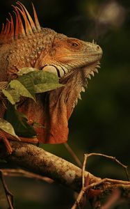 Preview wallpaper iguana, lizard, reptile, branch, brown