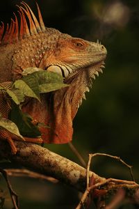 Preview wallpaper iguana, lizard, reptile, branch, brown