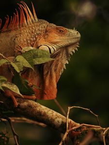 Preview wallpaper iguana, lizard, reptile, branch, brown