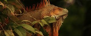 Preview wallpaper iguana, lizard, reptile, branch, brown