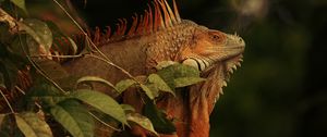 Preview wallpaper iguana, lizard, reptile, branch, brown