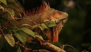 Preview wallpaper iguana, lizard, reptile, branch, brown