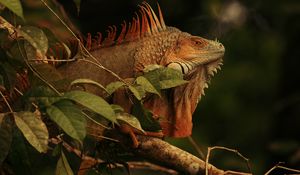 Preview wallpaper iguana, lizard, reptile, branch, brown